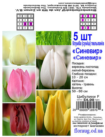 Клумба Тюльпанів Синевир, 5 шт. Голландія., фото 2