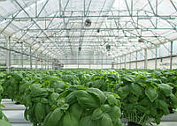 Теплиця як бізнес ідея