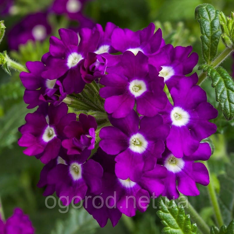Ампельна вербена Obsession Cascade 5 шт Syngenta Голландія Purple Shades with Eye