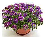 Ампельна вербена Obsession Cascade 5 шт Syngenta Голландія Purple Shades with Eye, фото 3
