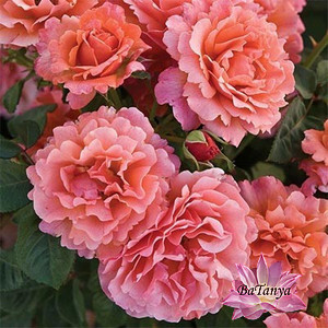 Троянда флорибунда Ізі Даз Іт, фото 1