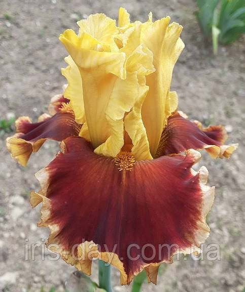 Ірис Down In Mexico Даун Ін Мехіко (Johnson 2018) (сажінки), фото 1