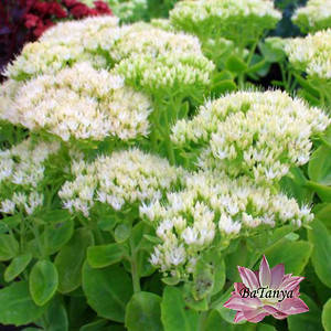 Очиток(седум) Stardust (80)