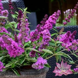 Будлея Free Pettite Dark Pink