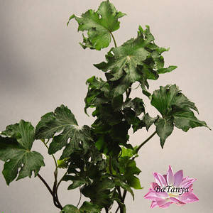 Плющ — Hedera Helix «Malvern» (9) (горщик 0,5л)