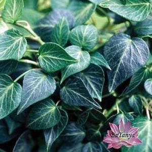 Плющ звичайний Тедрап \ Hedera helix Teardrop (25) (контейнер 0,5л)