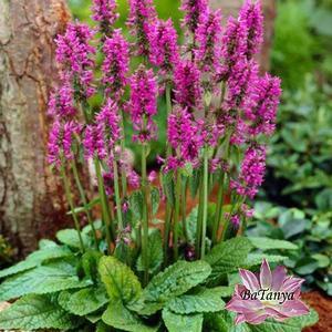 Чистоець (Стахіс) Х'юмело, фото 1