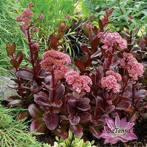 Седум Chocolate Drop