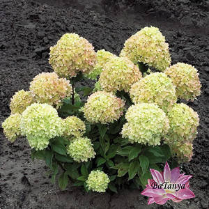 Гортензія Метелева Little Lime (44) (контейнер 3л)