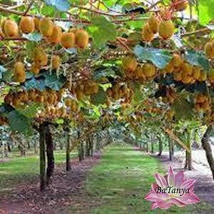 Ківі самоплідний Дженні 2роки, горщик