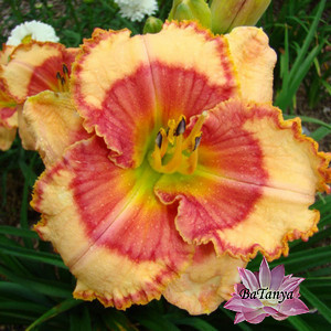 Лілейник Dragon prince (66), фото 1