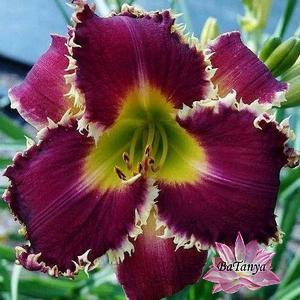 Лілейник Bettylen (42), фото 1