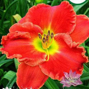 Лілейник Study (37)