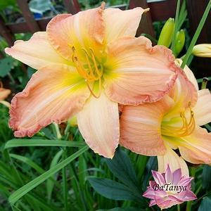 Лілейник Abstract art (44)