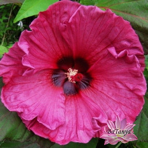 Гібіскус Plum Crazy, фото 1
