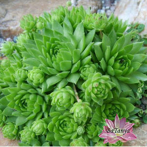 Кам'яна троянда Молодило No1