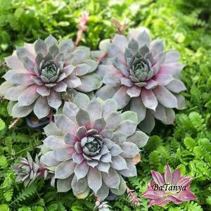 Кам'яна троянда Молочіло No5