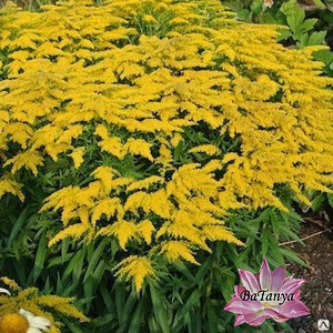 Солідаго Сталенкрон, фото 1