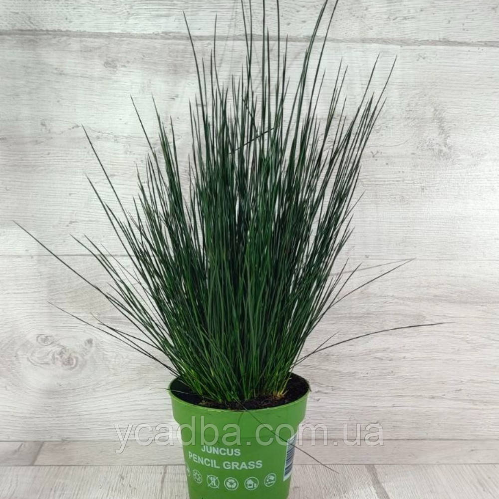 Джункус pensil grass, фото 1