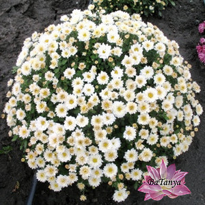 Хризантема Elda White (зкс)
