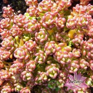 Очіток орегонський (Sedum oreganum)