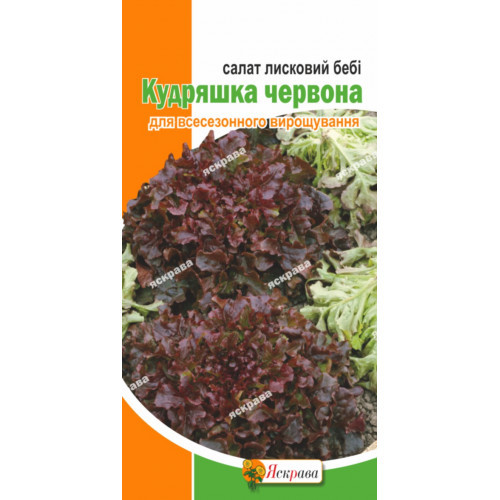 Салат бебі Кучерик фіолетова, насіння Яскрава 1 г