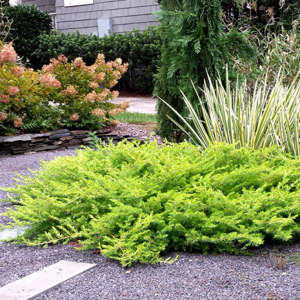 Ялівець Old Gold (Олд Голд) контейнер 0.5 л, фото 1