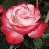 Роза Ностальжі (Nostalgie) штамб Tantau, фото 2