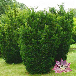 Тіс Хіллі (контейнер 0,5)