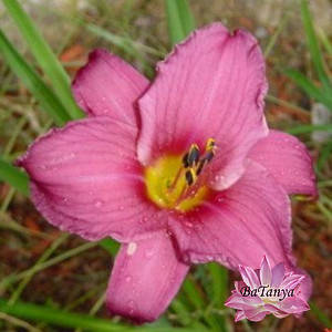 Лілейник Longfields Pride (18)