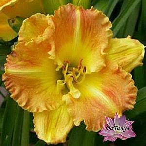 Лилейник  Smuggler's Gold (11), фото 1