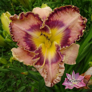 Лійник Синк інту й айз (7), фото 1