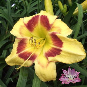 Лілейник king george (2), фото 1