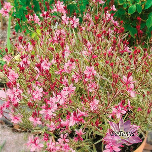 Гаура Passionate Blush, фото 1