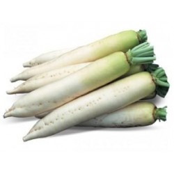 KS 282 F1 - насіння редьки 10 грам, Kitano Seeds