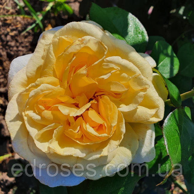 Порно Мика Шиндо