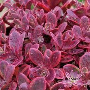 Очиток гібридний Санспарклер Вілдфаєр 68 (горщик 0,5л)