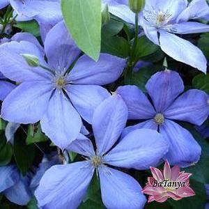 Клематис Міс Чолмонделі, фото 1