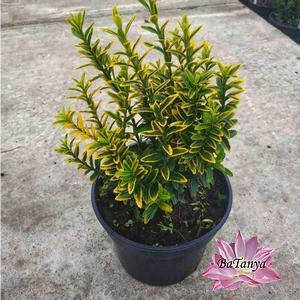 Бересклет японський карликовий