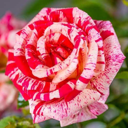 Саженцы чайно-гибридной розы Пападжена (Papagena) - фото 1 - id-p1535641232