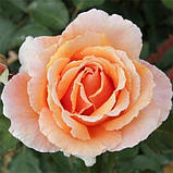 Троянда  Just Joey (Джаст Джой), фото 2