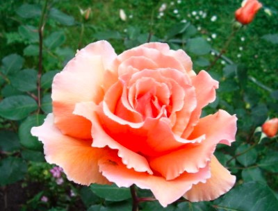 Троянда  Just Joey (Джаст Джой), фото 1