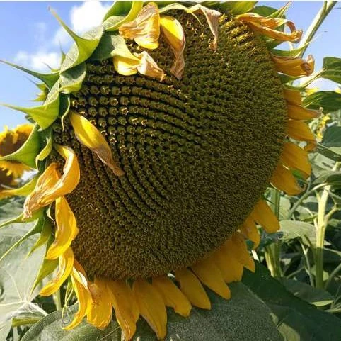 Насіння соняшнику Аракар екстра під Євро Лайтинг