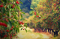 Препарати для ранньої обробки саду