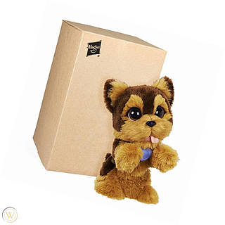 Jake my jumping yorkie deals