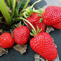 Полуниця Брілла