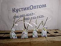 Джуд зе Обскьюр  Среднея якість, фото 5