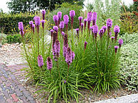 Liatris Spicata