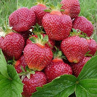 Полуниця Сансет Веллі