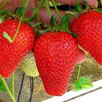 Полуниця Еверлі